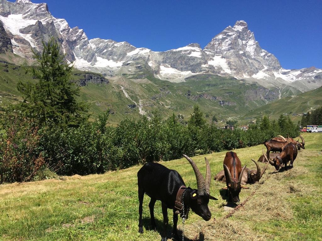 Hotel Mignon Breuil-Cervinia Extérieur photo